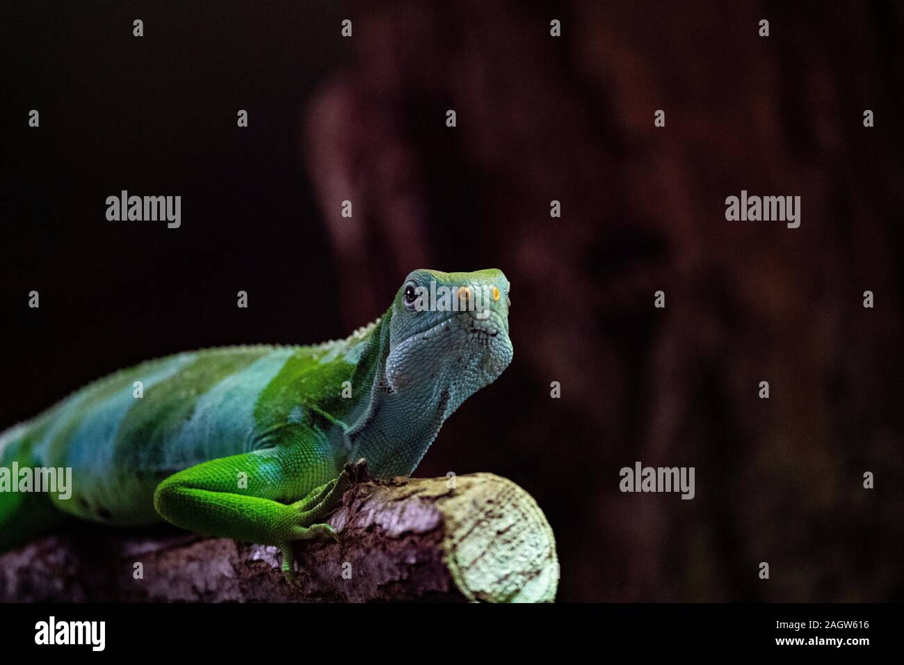 lizards Stock Photo