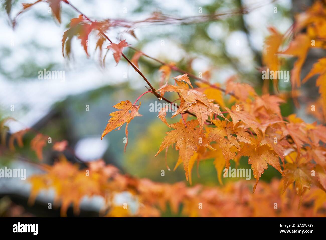 hilight of orange maple leaf in kamikochi autumn season in japan Stock Photo