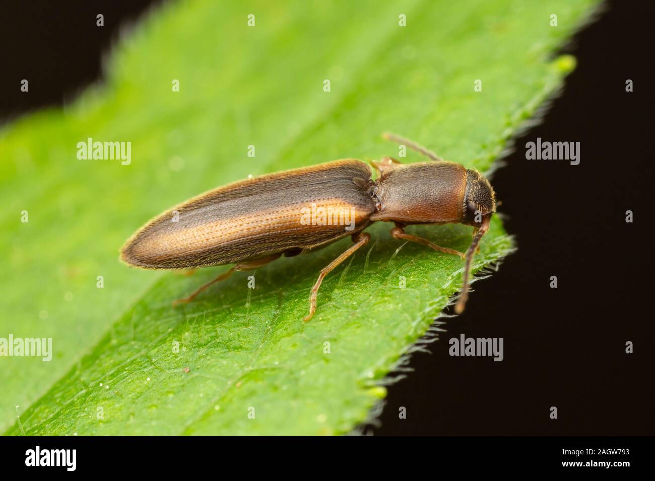 Click Beetle (Dalopius sp.) Stock Photo