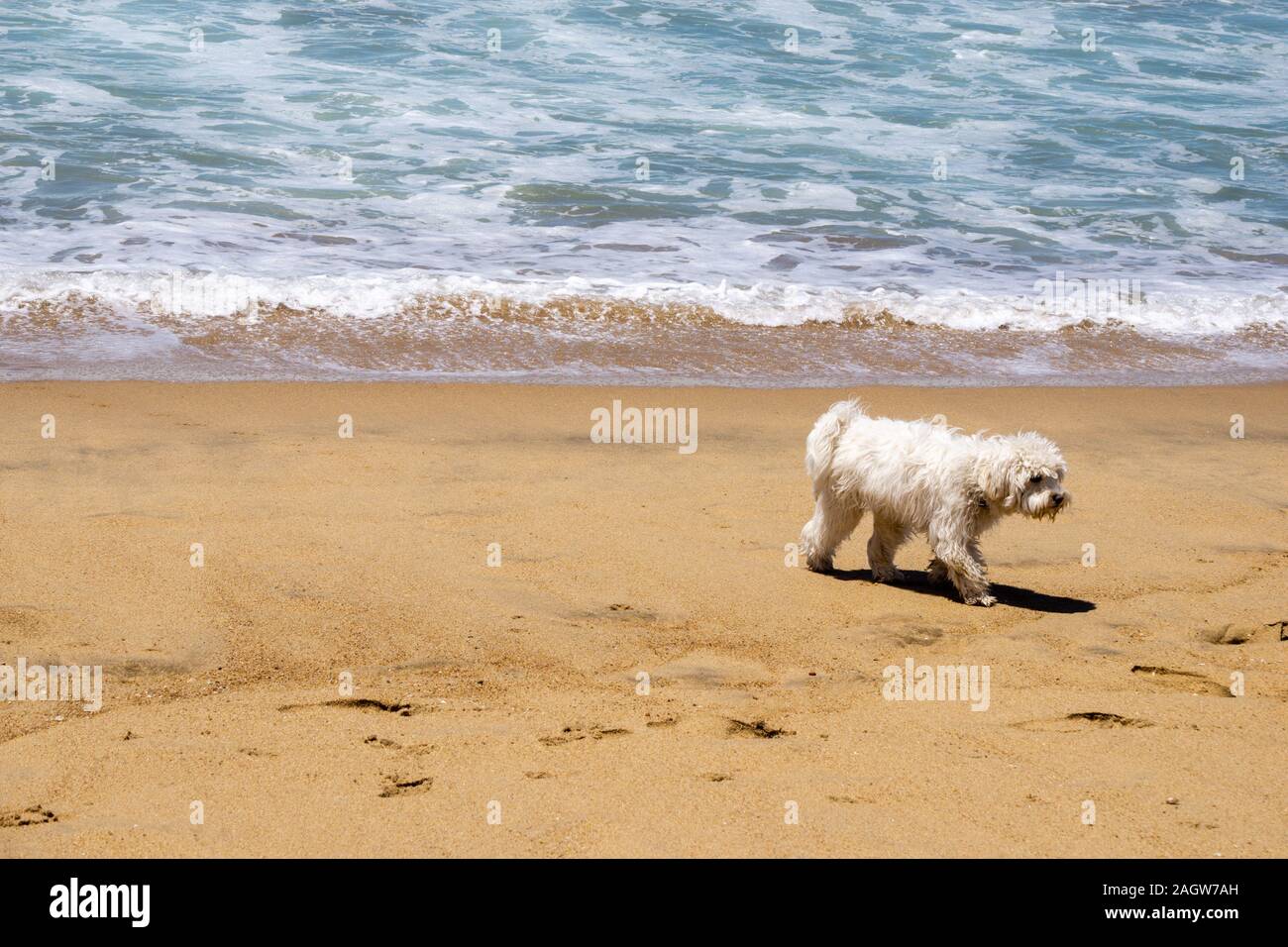 Dog walking peacefully on the beach sand Stock Photo
