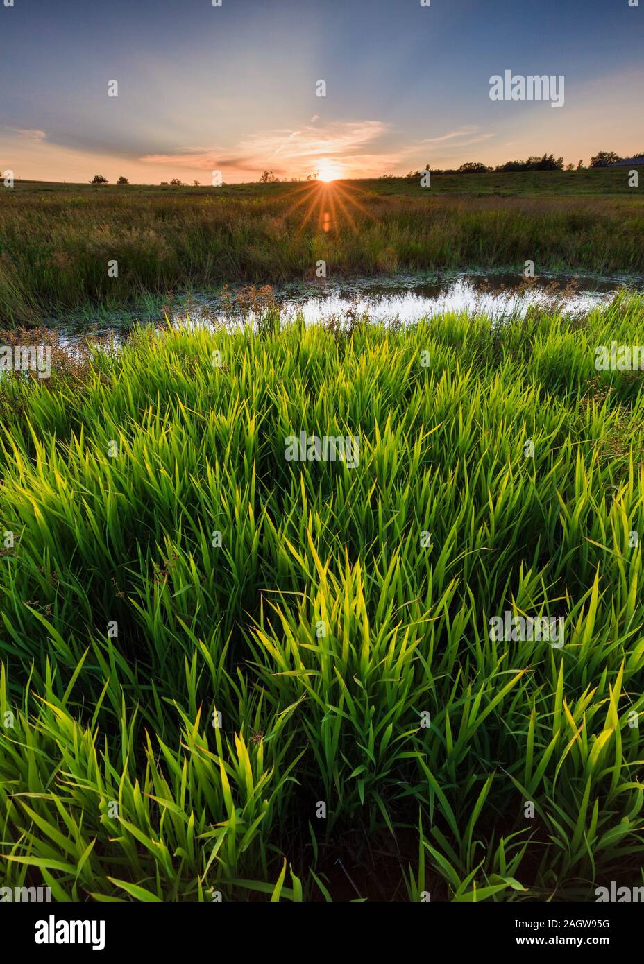 Tall Grass Pond High Resolution Stock Photography and Images - Alamy
