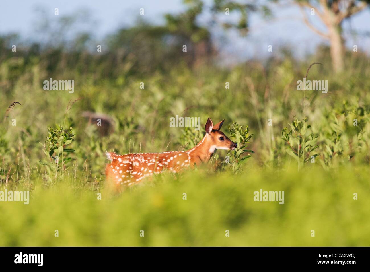 Fawn with spots hires stock photography and images Alamy