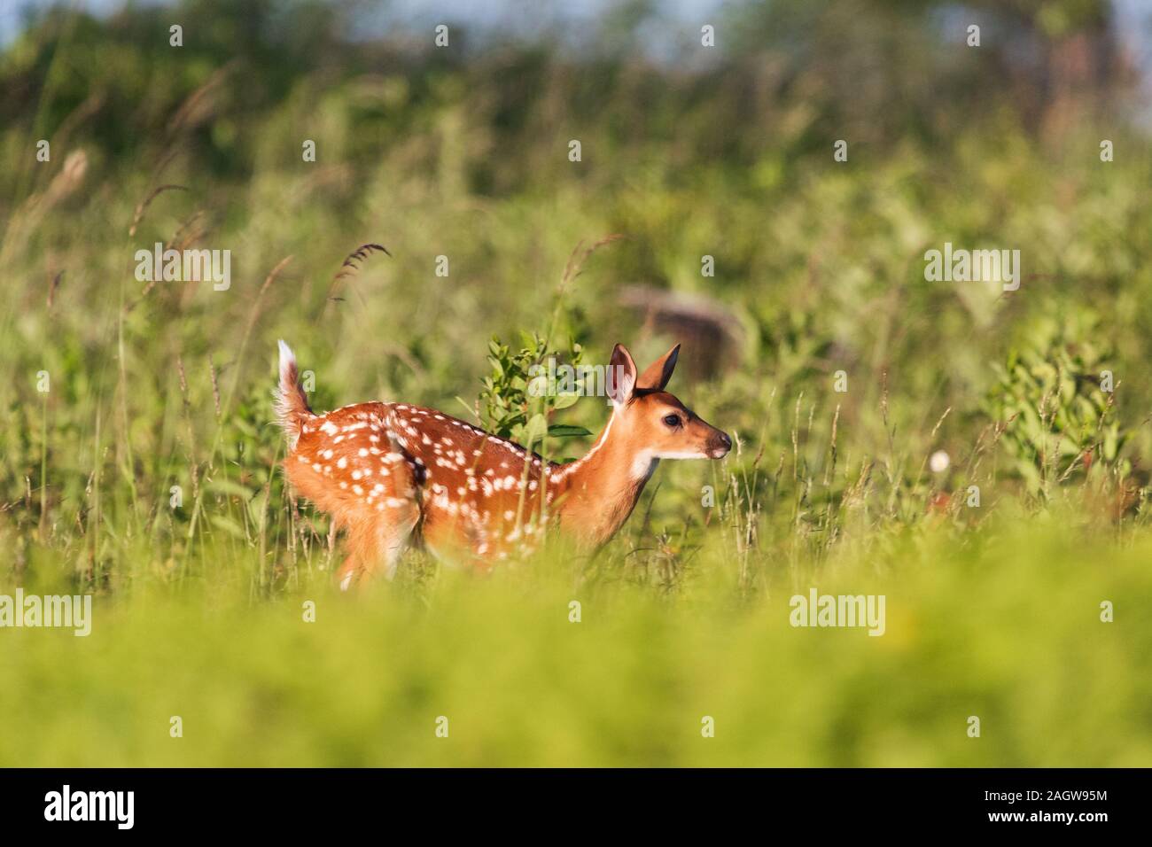 Baby deer (fawn) with spots in an open meadow in Shenandoah National