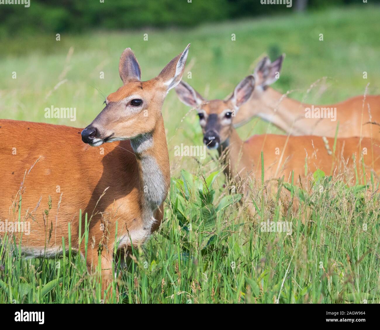 Doe hill virginia hires stock photography and images Alamy