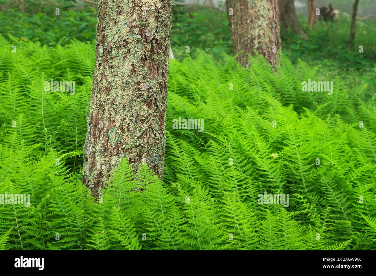 Lush green ferns surrounding a moss covered tree in Shenandoah National Park, Virginia Stock Photo