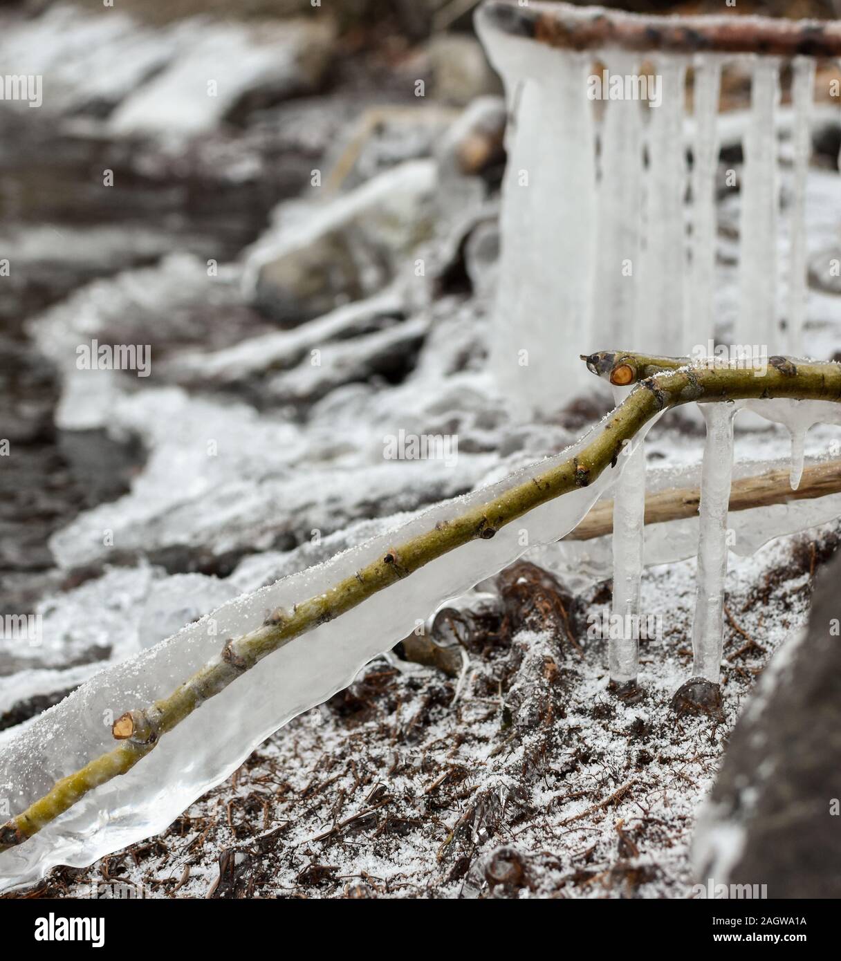 wooden branch wrapped with a sheath of ice in winter in montreal, quebec, canada Stock Photo