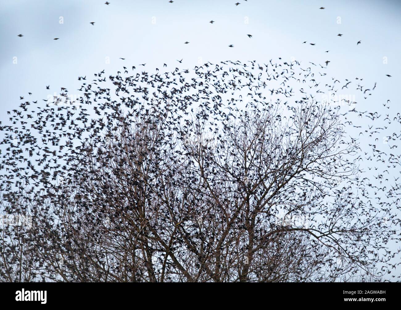 Starling murmuration looking like a tornado as they create large flocks for communal autumn and winter roost as a means of protection from predators. Stock Photo