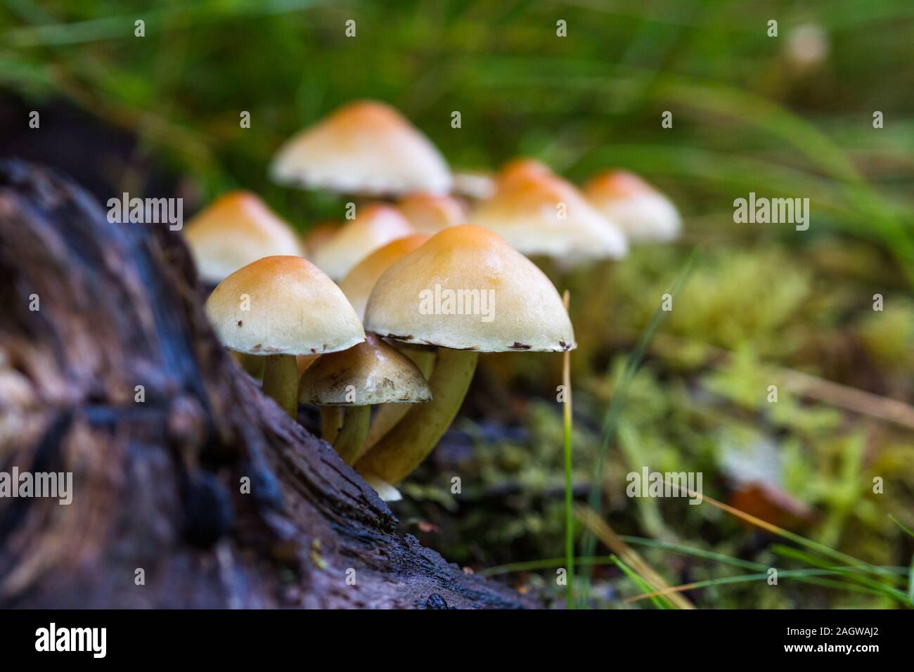 Cluster of mushrooms growing on a fallen tree branch in the Scottish Highlands Stock Photo Alamy