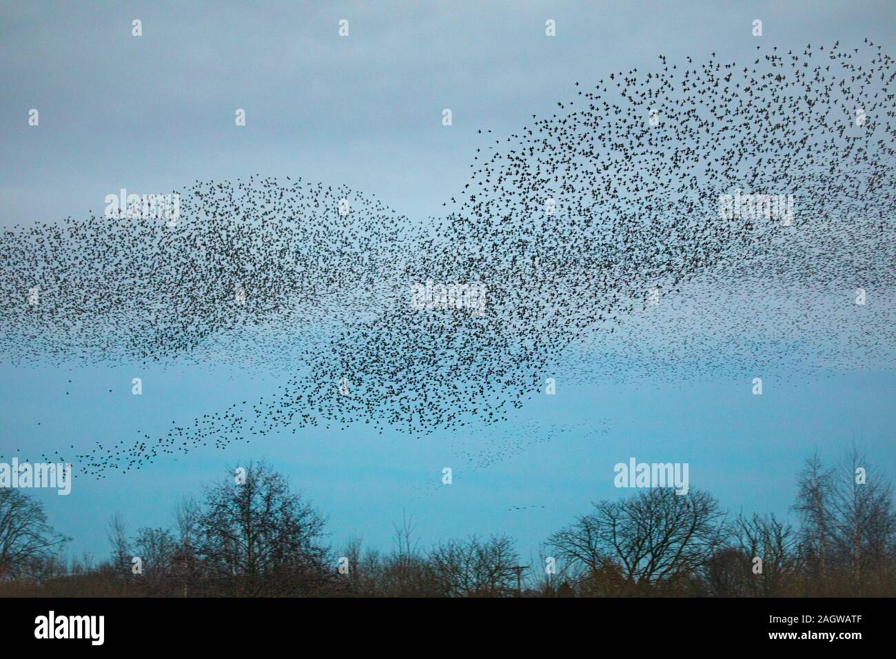 Starling murmuration looking like a tornado as they create large flocks for communal autumn and winter roost as a means of protection from predators. Stock Photo