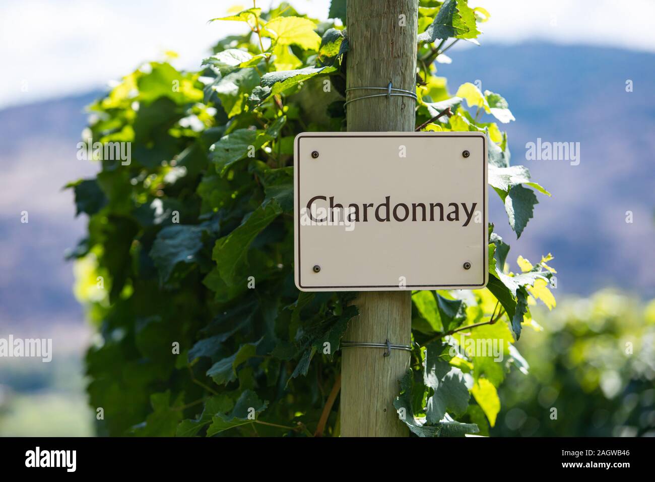 Chardonnay wine grape variety sign on wooden pole selective focus, vineyard varieties signs, Okanagan valley wine region British Columbia, Canada Stock Photo