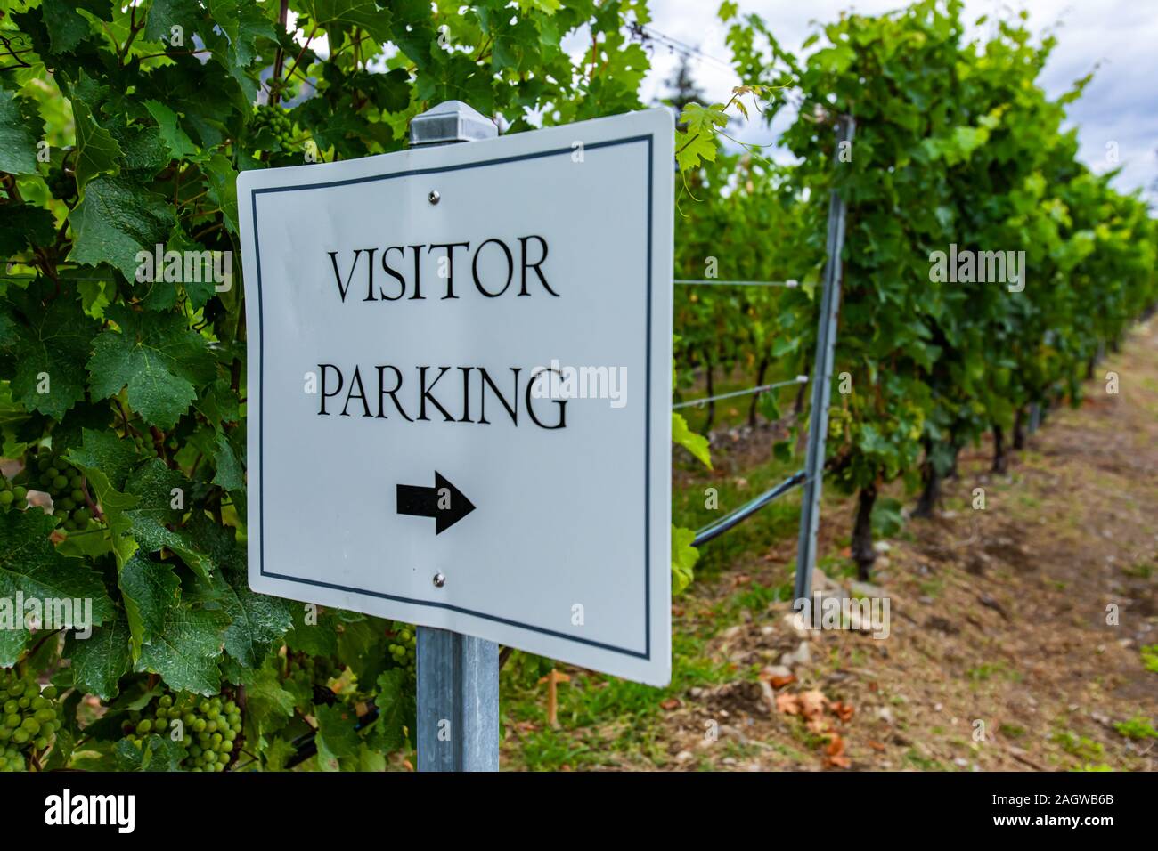 visitor parking sign with an arrow to the right, close up with grape vines plants background
