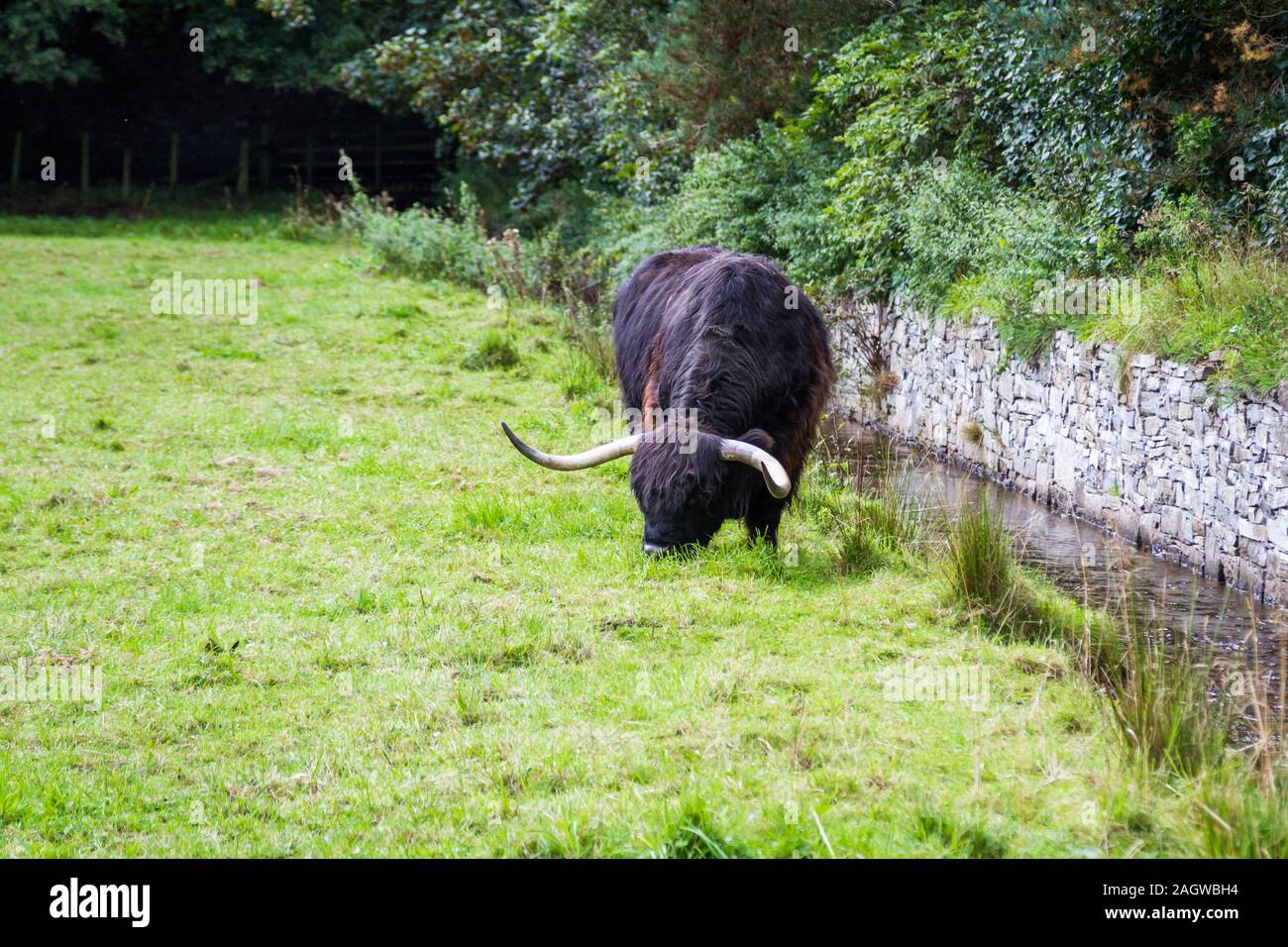 close up of an adult highland cow in a field with fresh green grass ...