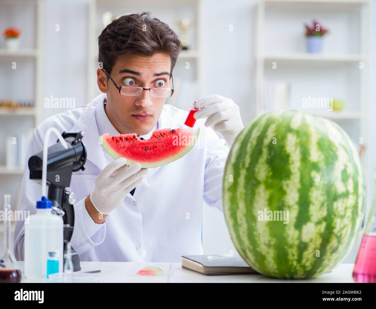 Watermelon Making Lab The scientist testing watermelon in lab Stock Photo - Alamy