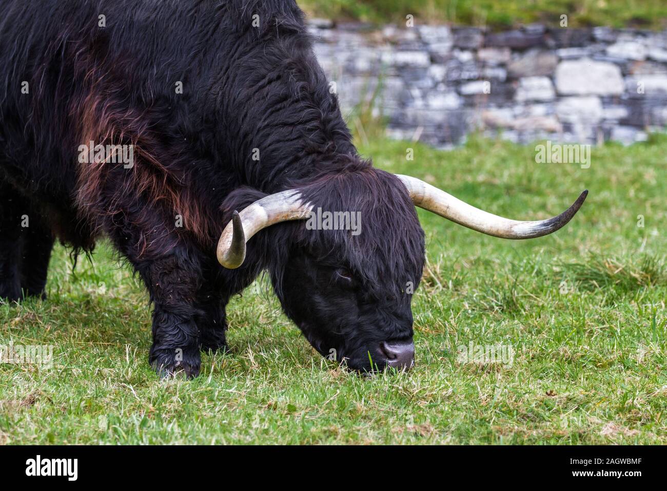 close up of an adult highland cow in a field with fresh green grass ...