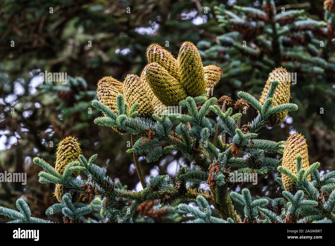 Close up of  a grouping of mobile fir cones in the Scottish Highlands Stock Photo