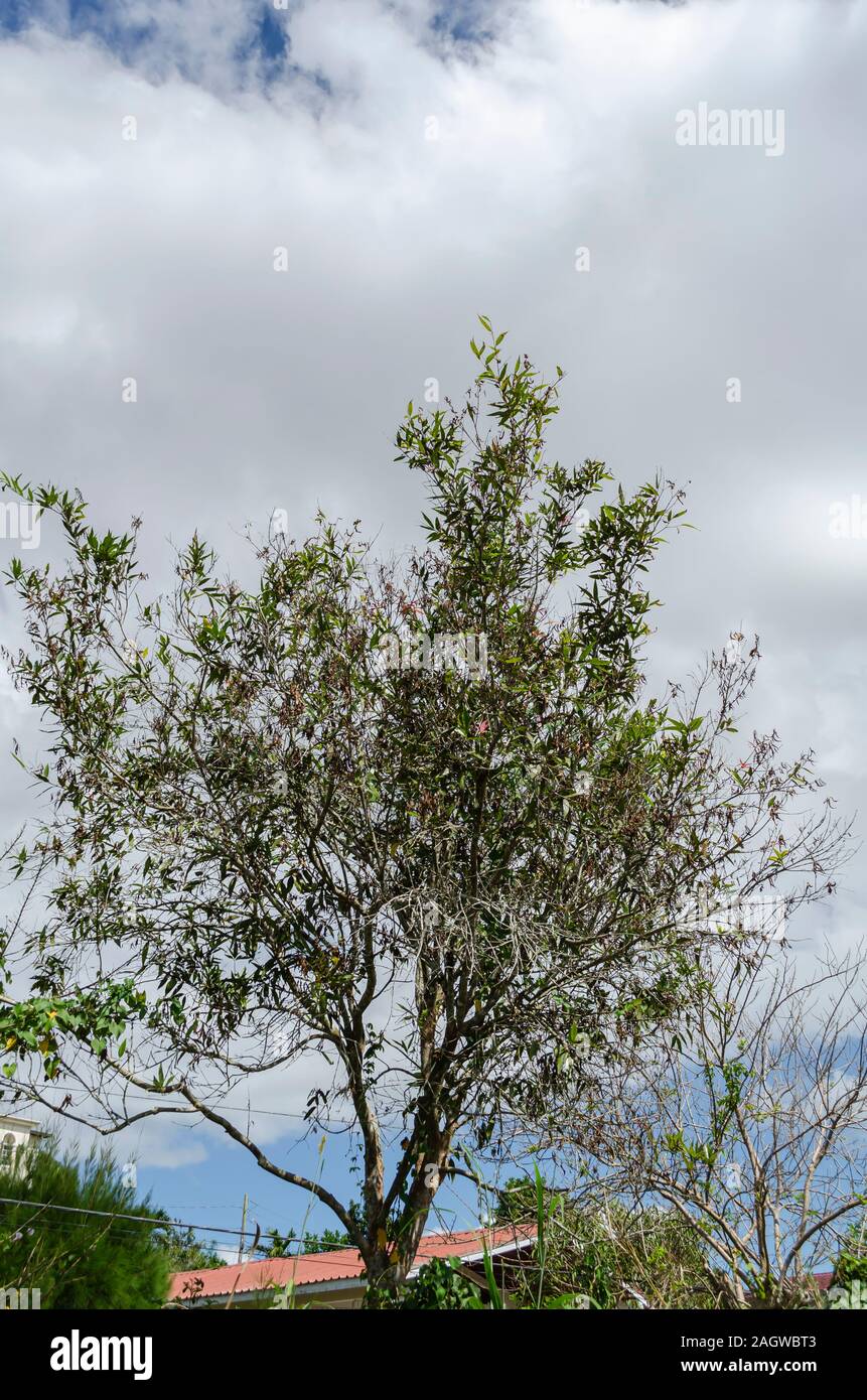 Roseapple Tree Against Cloudy Sky Background Stock Photo
