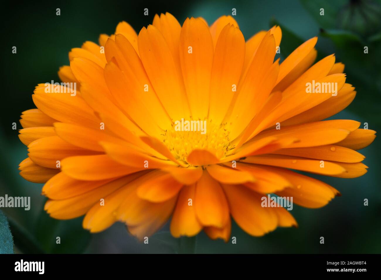 Close up of a bright orange flower with multiple layers of soft