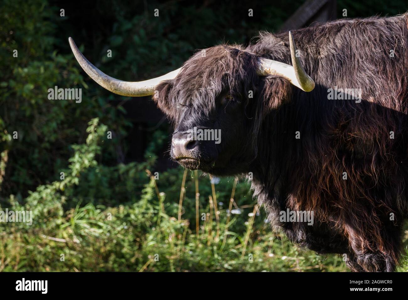 close up of an adult highland cow in a field with fresh green grass ...