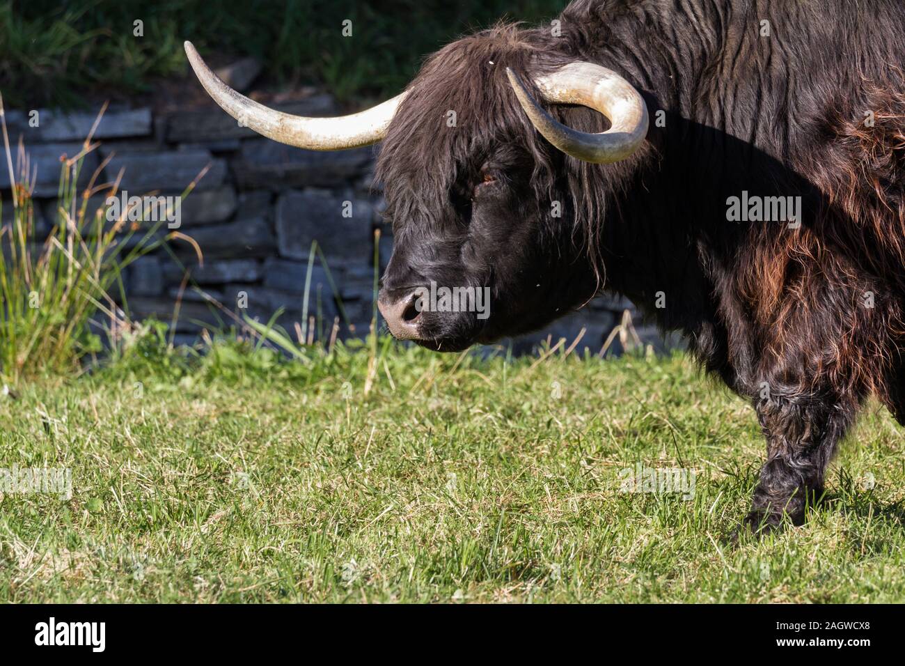close up of an adult highland cow in a field with fresh green grass ...