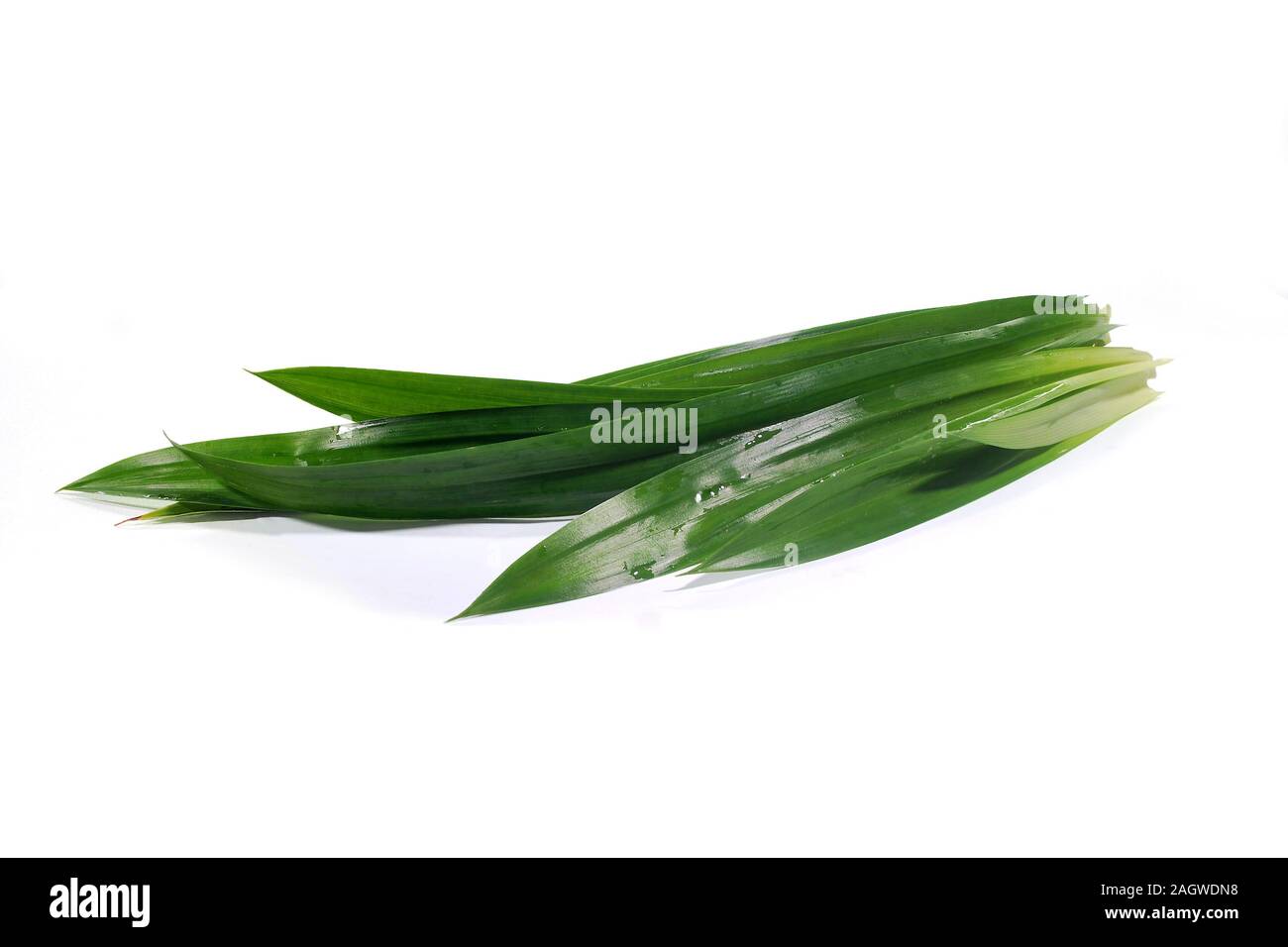 Pandan on a white background.(with Clipping Path). Stock Photo