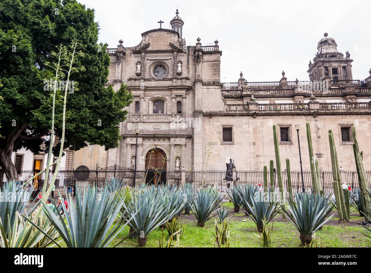 Sisal plants, Agave sisalana growing in the field next to Mexico City Metropolitan Cathedral, and  main square in Mexico City, La Plaza de la Constitu Stock Photo