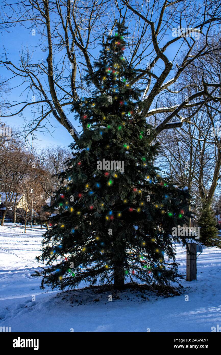 Outdoors Christmas tree in Toronto park Stock Photo