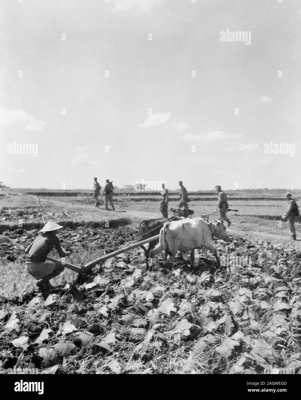 Farmer plowing field using animals in Indonesia ca. 1947 Stock Photo