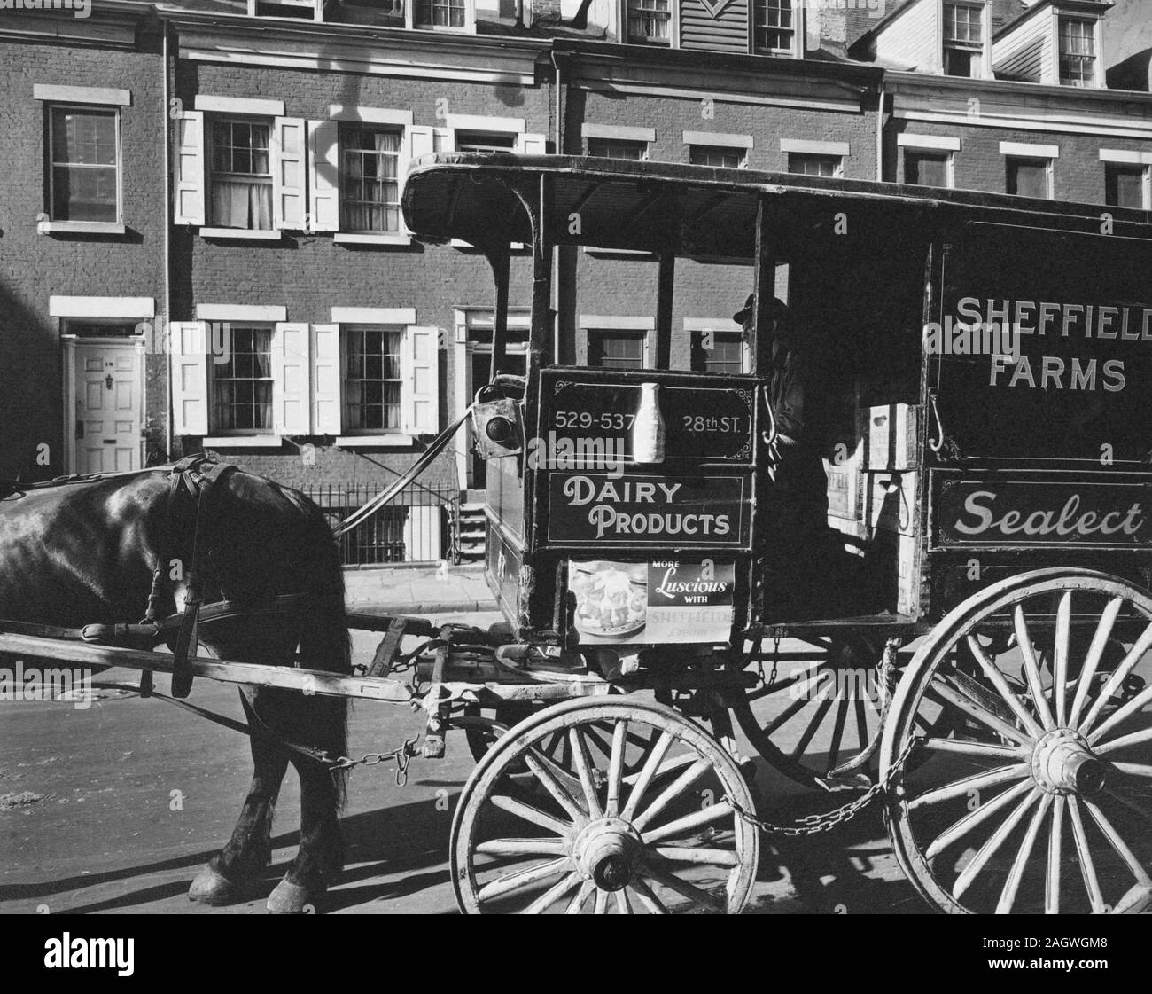 Sheffield farms milk wagon, delivery man inside, horse only half in frame; row house beyond only partially visible, brick houses with shutters. Stock Photo