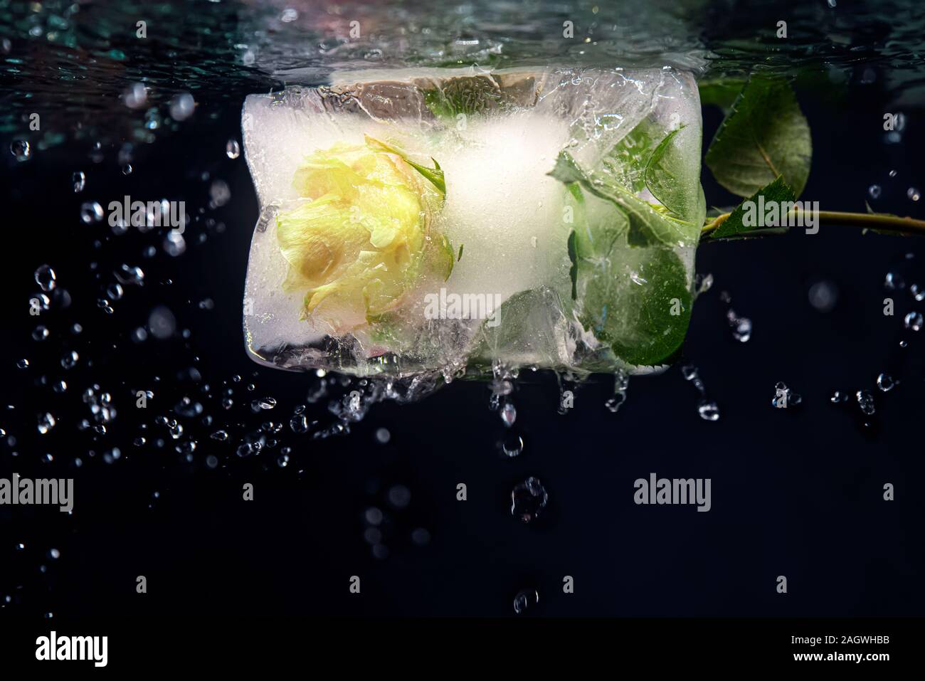 frozen rose in water with air bubbles Stock Photo