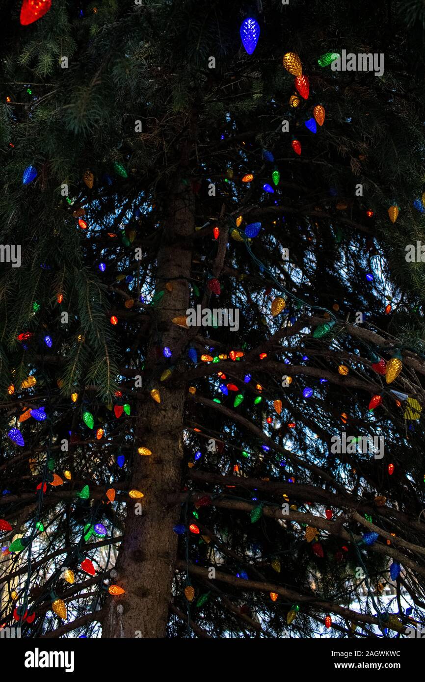 Christmas lights on pine tree Stock Photo Alamy