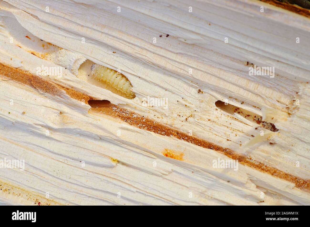Bark Beetle pupae and galleries in spruce  wood Stock Photo