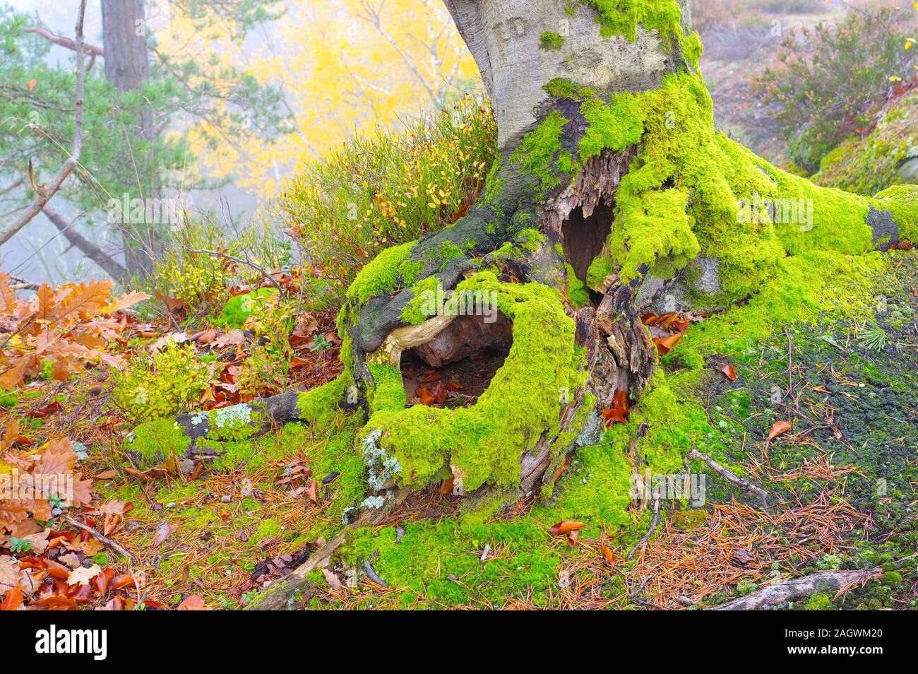 beech tree and old root in autumn forest with moss Stock Photo