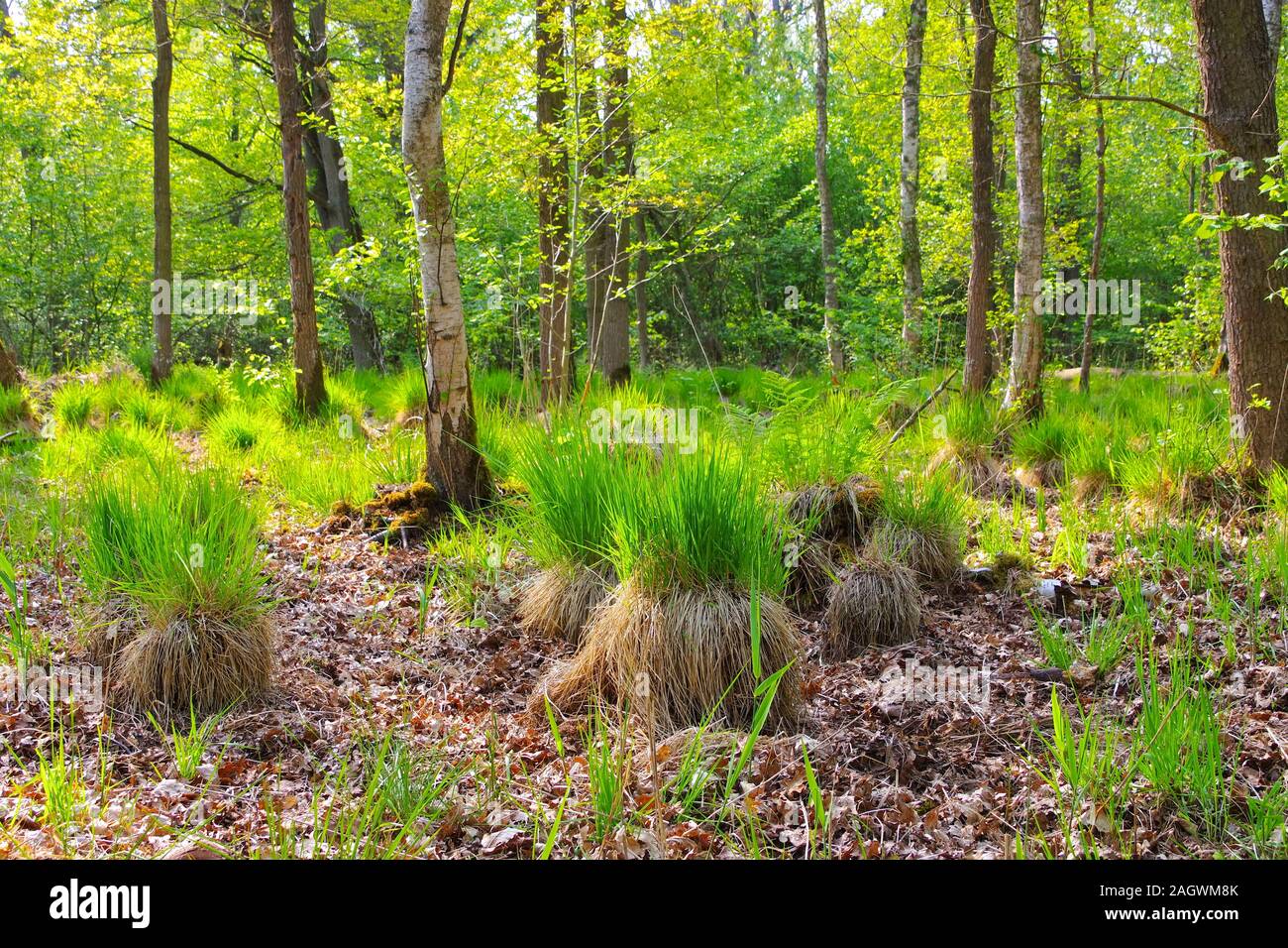 a swamp in spring Stock Photo
