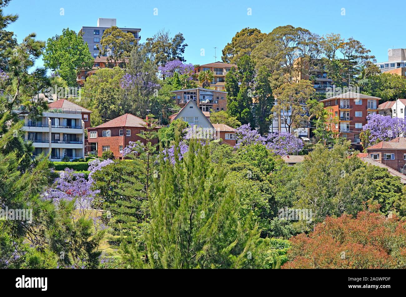 Typical historical Australian building with flowering jacaranda tree at the foreground Stock Photo