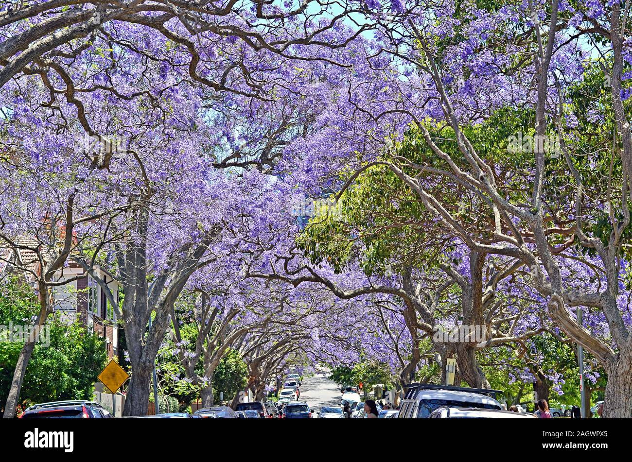 Jacaranda trees at full bloom in Sydney, Australia Stock Photo Alamy