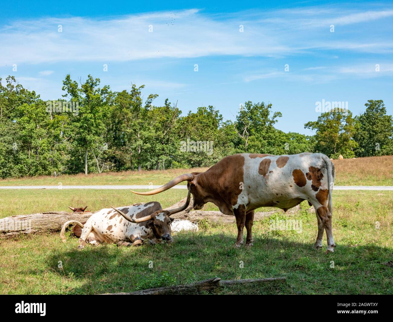 Two Texas longhorn cattle lying in the pasture on a ranch. Stock Photo