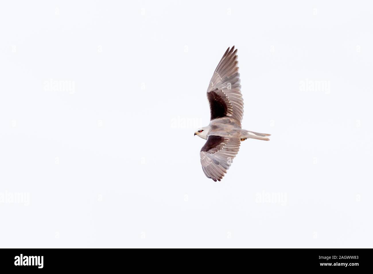 A Black-Shouldered Kite flying, showing top view, landscape format, Sosian, Laikipia, Kenya, Africa Stock Photo