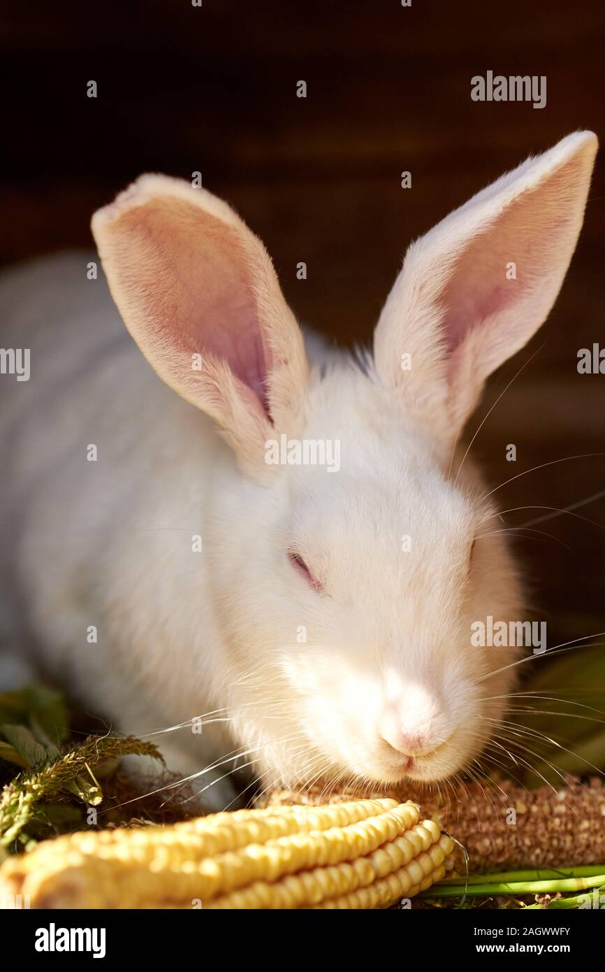 White old rabbit eating ear of corn, close up Stock Photo Alamy