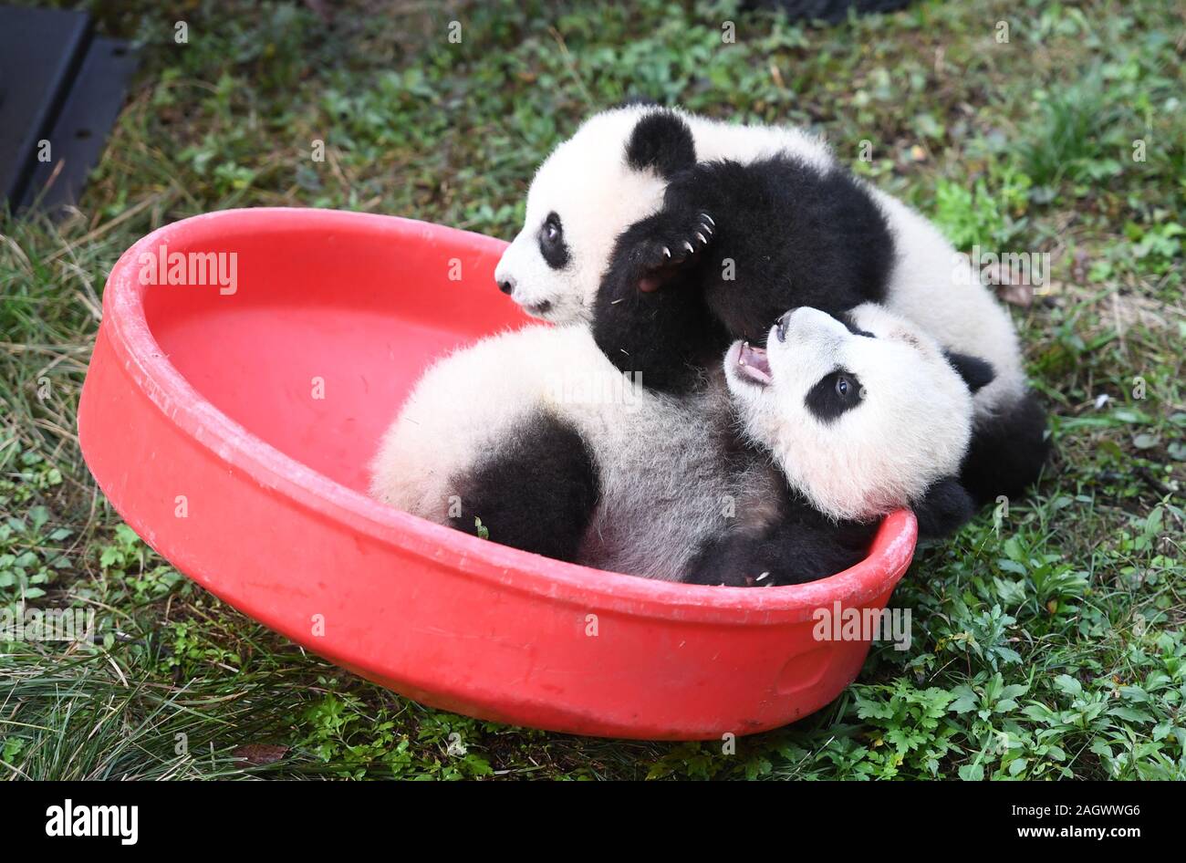 Chongqing, China. 22nd Dec, 2019. Two six-month-old giant panda cubs play  at the Chongqing Zoo in southwest China's Chongqing on Dec. 22, 2019. The  zoo held on Sunday a half-year-old birthday celebration