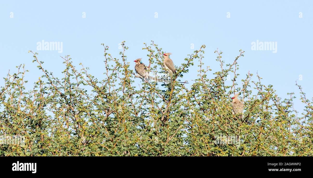 Blue-naped mousebird,Urocolius macrourus,formerly blue-naped coly,Colius macrourus, adult pair in undergrowth, Sosia, Laikipia, Kenya, Africa Stock Photo