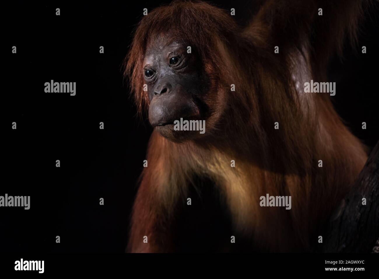 Mounted female orangutang taken in display with black background Stock Photo