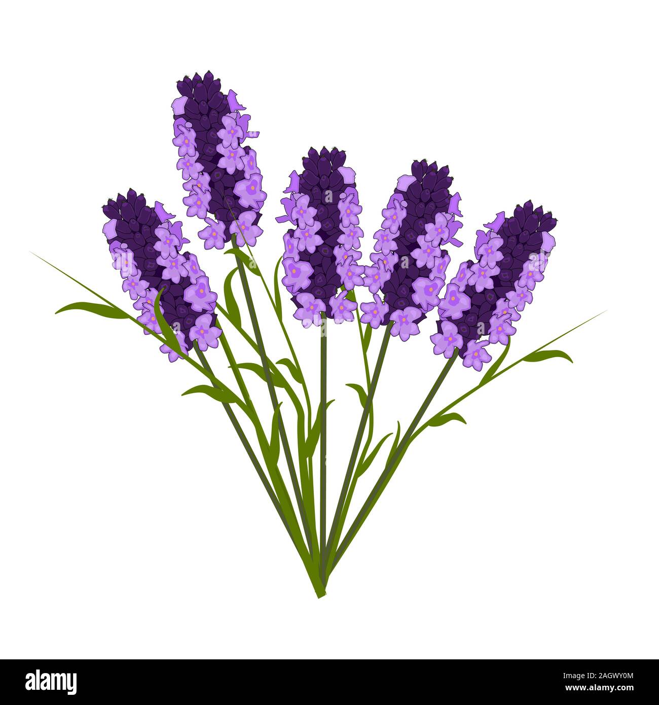 Lavender isolated on white background. Fresh cut lavender flowers bunch