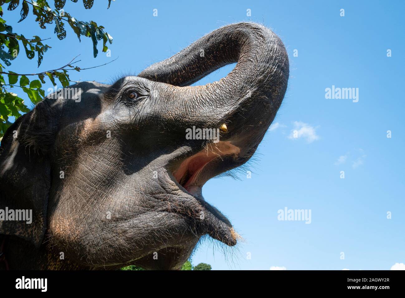 Elephants head with trunk raised, near Chiang Mai, Thailand Stock Photo