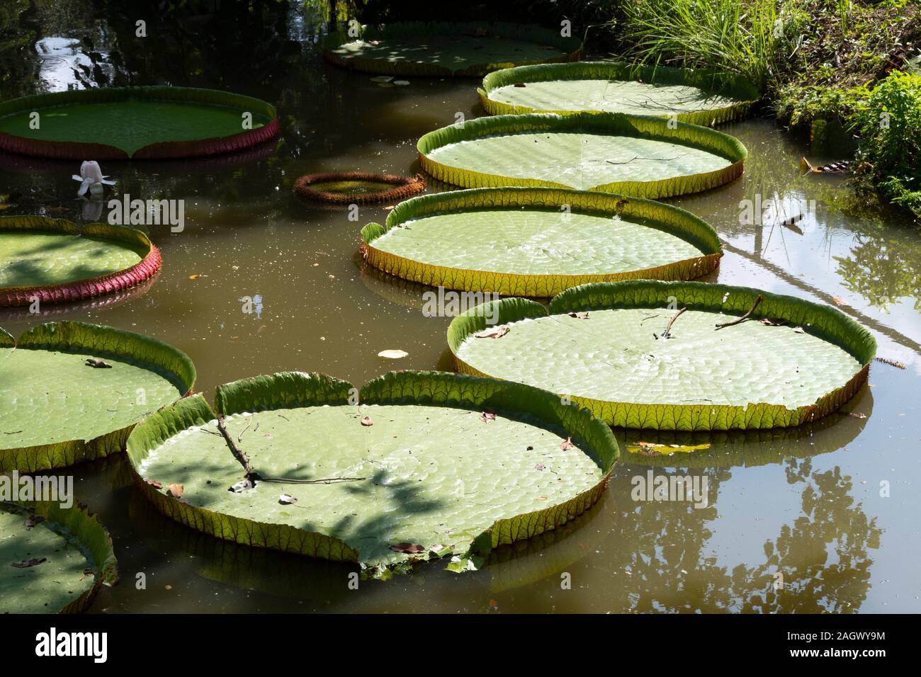 Giant water lily pads, Chiang Mai, Thailand Stock Photo