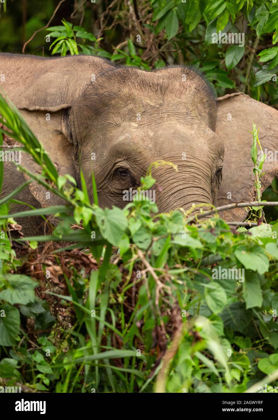 Borneo pygmy elephant feeding in and along the Kinbatangan River in the  Kinabatangan district of Sabah, Malaysia Stock Photo