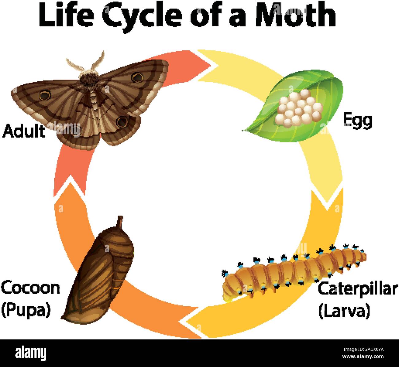 Diagram showing life cycle of moth illustration Stock Vector Image & Art Alamy