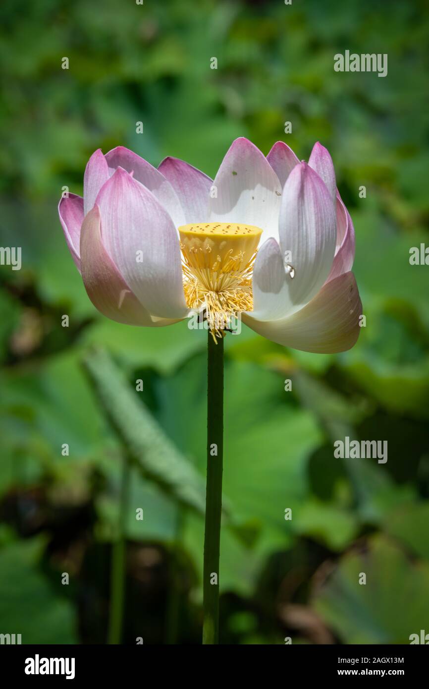 Lotus Flower and Seed Head Stock Photo