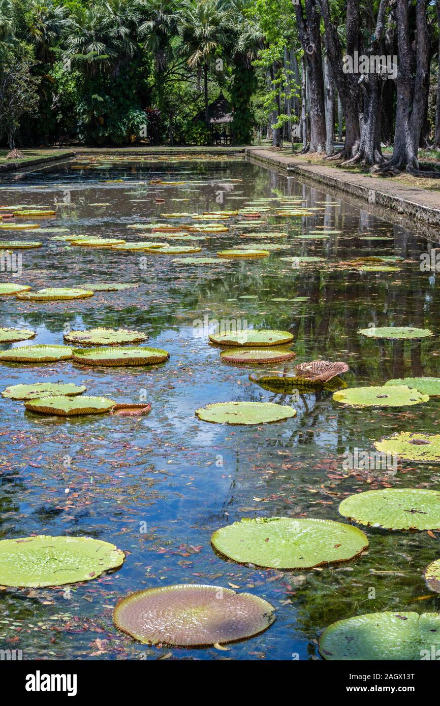 Giant water Lillies at Mauritius Botanical Gardens Stock Photo