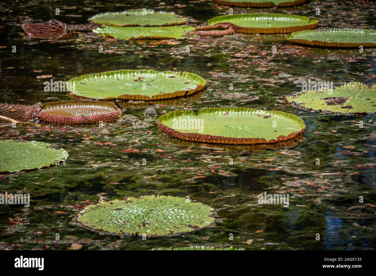 Giant water Lillies at Mauritius Botanical Gardens Stock Photo