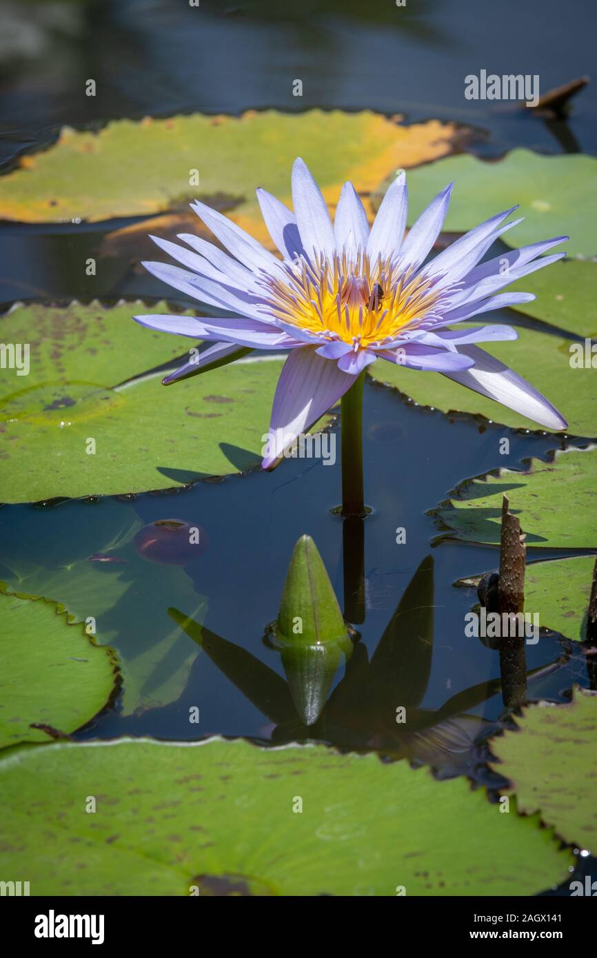 Blue Water Lilly Flower and Stalk Stock Photo